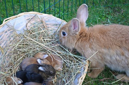Hvordan ta vare på en gravid kanin. Sjekk om din kanin er gravid.