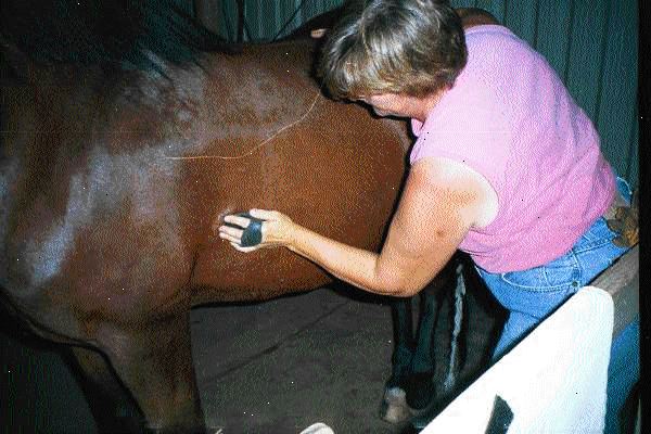 Hvordan å stelle en hest. Bind opp hesten din med en grime og leietau, ved hjelp av en rask utgivelse knute (dette kan ubundne med en rask trekke av den løse enden, skulle noe gå galt).