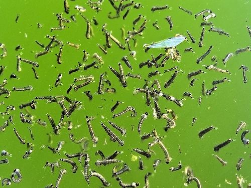 Hvordan øke mygglarver for fiskefôr. Finn en bøtte eller plast fat.