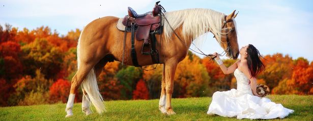 Hvordan å bånd med hesten din ved hjelp av naturlig horsemanship. Lær så mye du kan om hvordan hester kommuniserer, teste deg selv og lese om naturlig horsemanship.