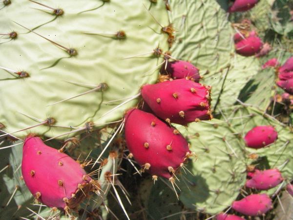 Hvordan spise stikkende pære kaktus. Kjøp eller fôr noen stikkende pære pads.