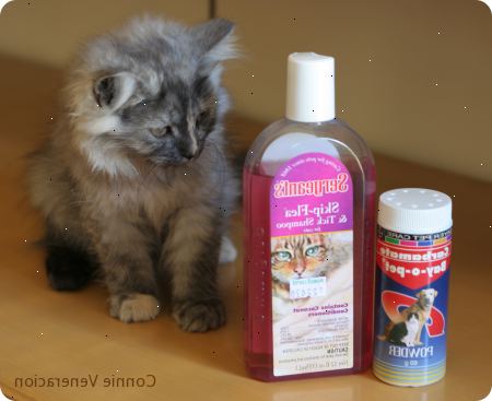 Hvordan shampoo en kattunge for lopper. Kontroller at defleaing sjampo du har er ikke bare ekstremt mild, men er designet for kattunger.