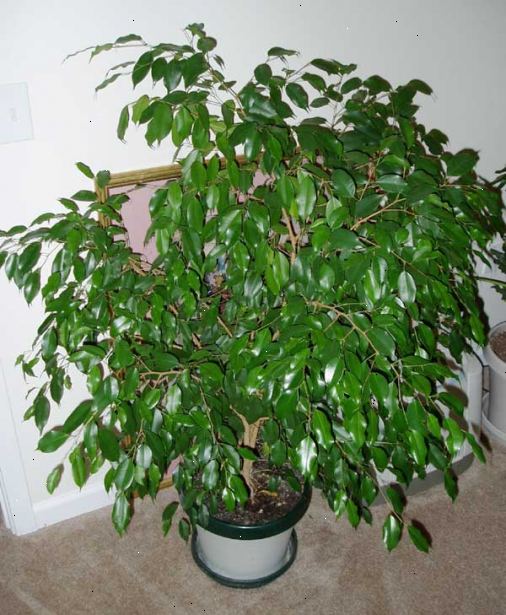 Hvordan å vokse en ficus benjamina. Ficus benjamina har indirekte lys, så ikke legg den i et vindu der det blir mer enn en time eller to med sol hver dag.