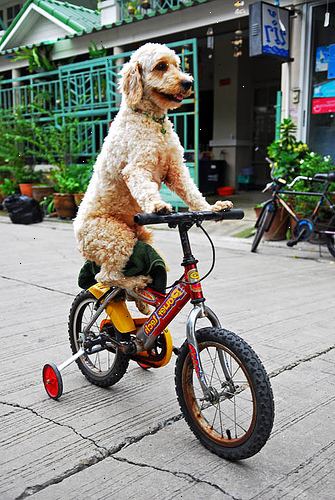 Hvordan å sykle med hunden din. Bruk en skikkelig sykkel-bånd vedlegg eller bare en vanlig bånd med sløyfe på slutten.