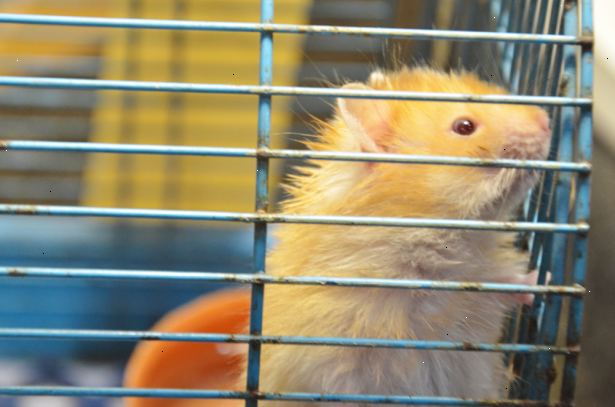Hvordan du gjør din hamster stole på deg. Gi din nye hamster god tid til å venne seg til sitt nye hjem.