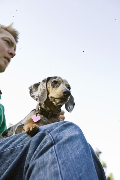 Hvordan ta vare på en dachshund. Lær hvordan du kan holde din dachshund.