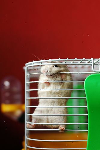 Hvordan lage dverg hamstere slutte å bite i buret. Ta dverg hamstere ut til å spille oftere.