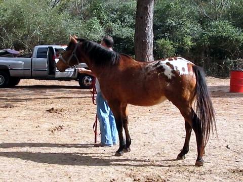 Hvordan få tillit av en nylig misbrukt hest. Lær om hvordan, hvor og av hvem hesten ble misbrukt.