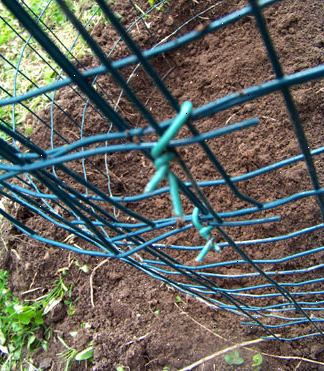 Hvordan dyrke poteter i en wire bur. Ta et stykke wire lager gjerde eller lignende solid nettinggjerde.