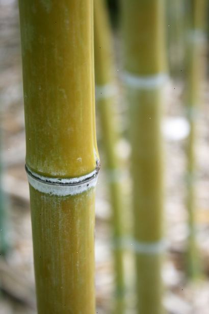 Hvordan kontrollere spredningen av bambus. Hvis du ikke prøver å kontrollere et eksisterende anlegg, er det beste stedet å starte i å velge en art som er kompatibel med hagearbeid stil.