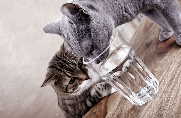 Hvordan oppmuntre katten til å drikke mer vann. Bruk rustfritt stål eller glass boller.