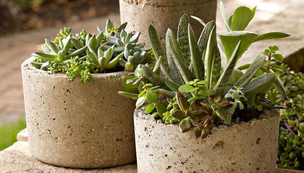 Hvordan lage hypertufa planters. Har din forsyninger klar, spesielt pottene eller mugg du vil bruke.