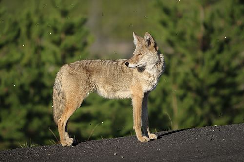 Hvordan holde Coyotes borte fra campingplasser eller hustuftene. Bruk negativ forsterkning eller element av overraskelse hvis du tilfeldigvis over en coyote i hagen din eller leirplassen.