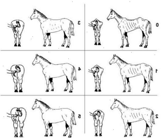Hvordan condition score en hest