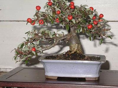 Hvordan lage en bonsai treet. Velg størrelsen på din bonsai.
