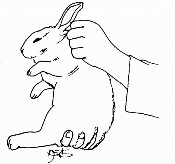 Slik holde en kanin. Nærmer kaninen slik at den ser du kommer til å plukke den opp.