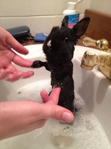 Hvordan du kan gi kaninen et bad. Skyll kanin med varmt vann.