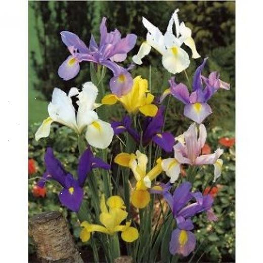 Hvordan å vokse iris. Forstå jordstengler.
