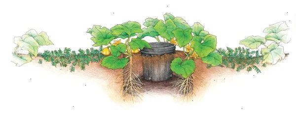 Hvordan å plante squash i åsene. Till hagen din dypt for hånd eller ved rototiller.
