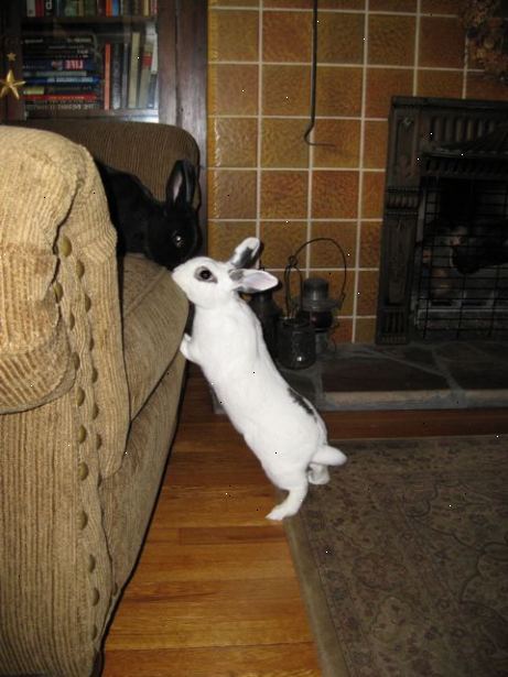 Slik finner du ut om du vil ha din kanin kastrert. Forstå kanin parring spillet.