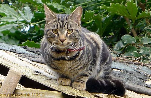 Hvordan forhindre katter fra bæsjer i hagen. Plante en organisk catnip patch i en hjørne av hagen din.