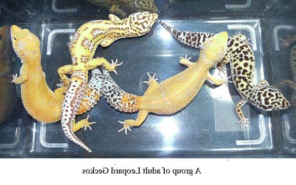 Hvordan ha det gøy med leopard gekko
