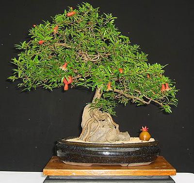 Hvordan å vokse en bonsai treet