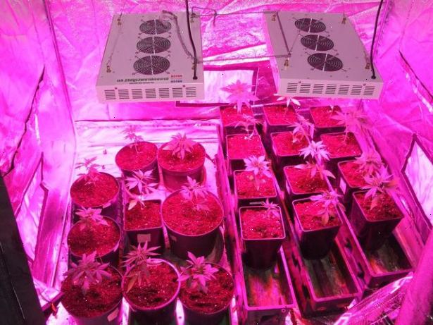 Hvordan å plante cannabis frø innendørs. Tilbyr containere og drenering.