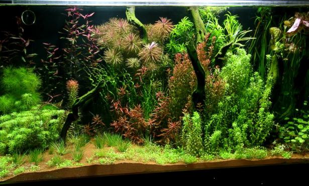 Hvordan å vokse ferskvann akvarium planter. Velg planter du ønsker å vokse.