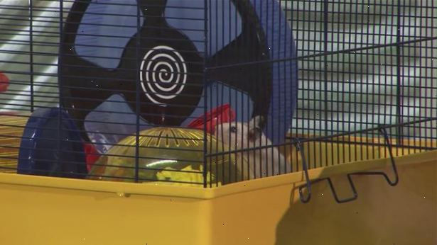 Hvordan ta vare på syriske hamstere. Pass alltid på at hamster lever i et rent og komfortabelt miljø.