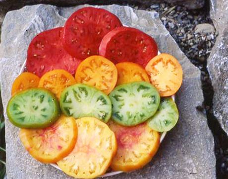 Hvordan å vokse arvestykke tomater. Kjøp din fra en pålitelig kilde.