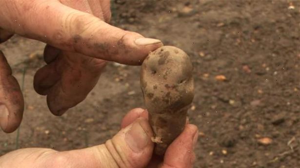 Hvordan å plante poteter. Få frø.