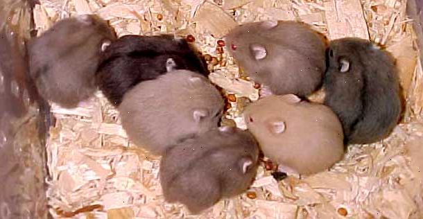 Hvordan ta vare på hamster babyer. Ikke rengjør buret i to uker, bare slippe inn litt mat hver dag.