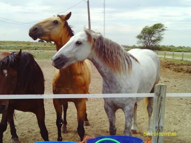 Hvordan å disiplinere en hest uten å bruke aggresjon. Forskning hest fysiologi, flokkdynamikk og hest til hest kommunikasjon.