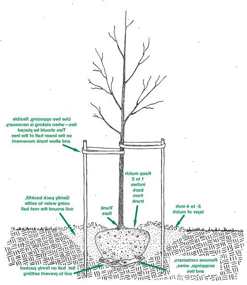 Hvordan å plante et tre. Velg rett tid av året for å plante treet.