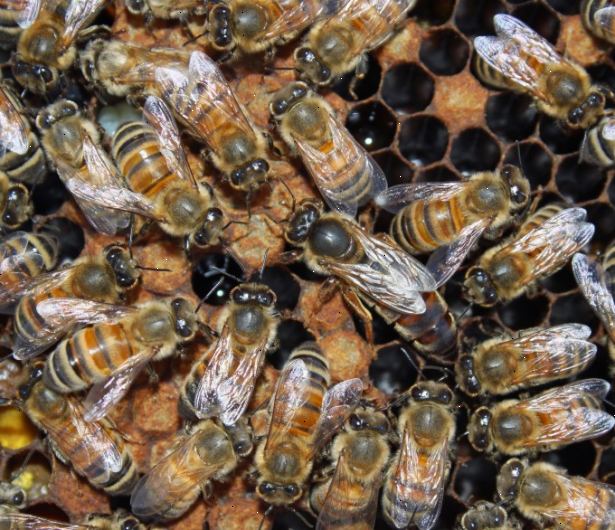 Hvordan å identifisere en dronning bie. Se etter en bie større enn de andre i strukturen.