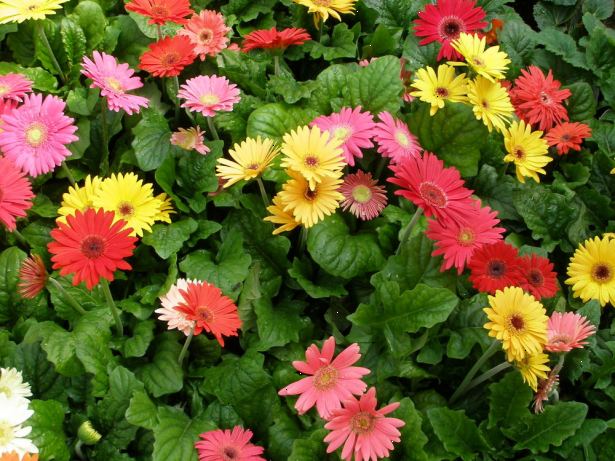 Hvordan å vokse gerbera tusenfryd. Starte fra frø eller stiklinger om våren eller forsommeren.