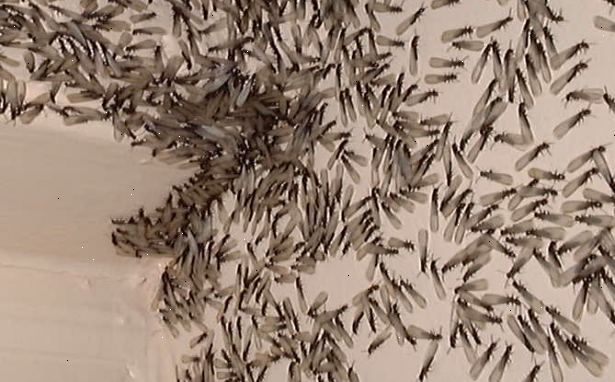 Hvordan å identifisere en termitt angrep. Se for bevingede termitter svermende fra inne i en bygning, som angir en termitt angrep.