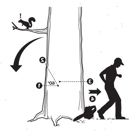 Hvordan å felle et tre. Vurderer de generelle tilstand av treet.