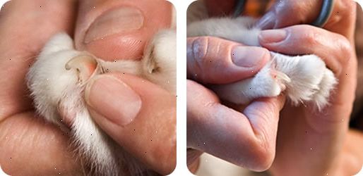 Hvordan trimme kattens negler. Klipp neglene med trimmerne spesielt utviklet for katter.