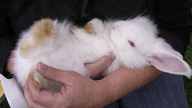 Hvordan ta vare på en kanin. Gjøre noen undersøkelser på kaniner.