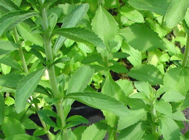 Hvordan å vokse en urte te hage. Følg voksende instruksjoner for hver plante.