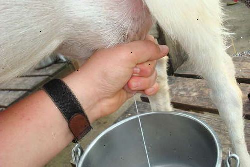 Hvordan å melke en geit for hånd. Klargjør korn og melk bøtte.