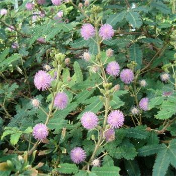 Hvordan å vokse en følsom plante (mimosa pudica). Bruk en blomsterpotte eller lage et lite hull i bunnen av en 16 unse kopp.