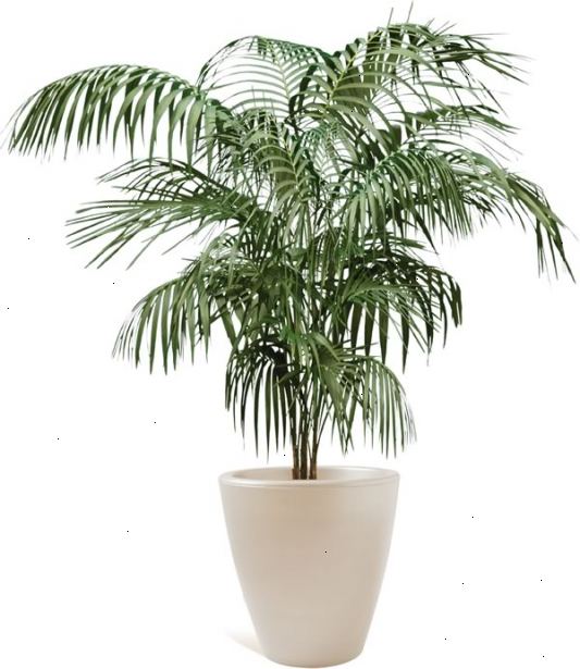 Hvordan å plante et palmetre. Velg rekke palm du vil plante.