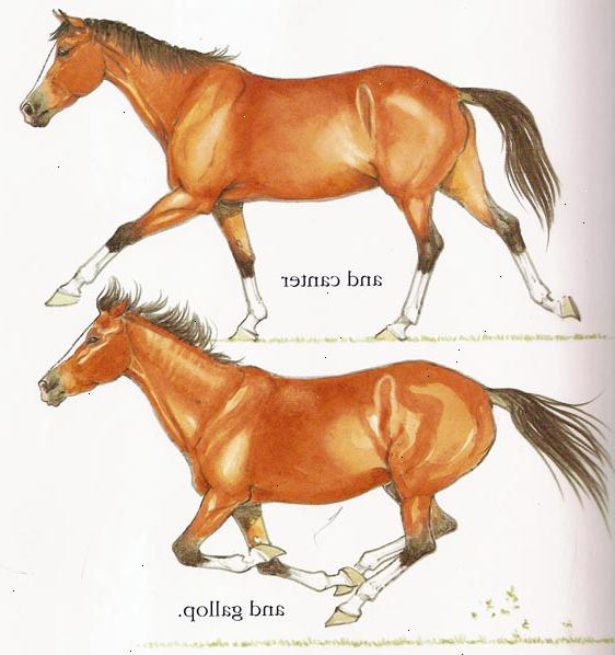 Hvordan galopp med hesten din. Forbered din hest til galopp ved å plukke opp en balansert, frem trav.
