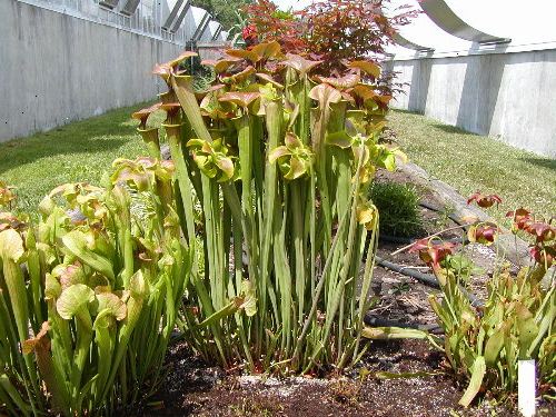 Hvordan å vokse pitcher planter. Forskning kravene til hver art.