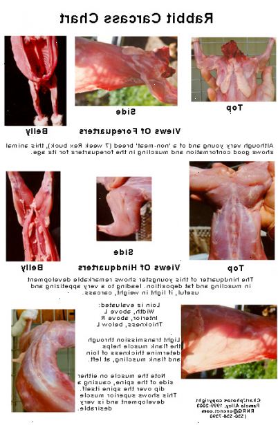 Hvordan å øke kaniner for mat. Kanin avlsdyr kan hentes fra mange forskjellige kilder.