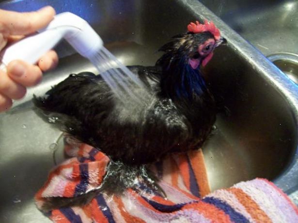 Hvordan å bade en kylling. Sjekk om det er en god dag for rengjøring av kyllinger.