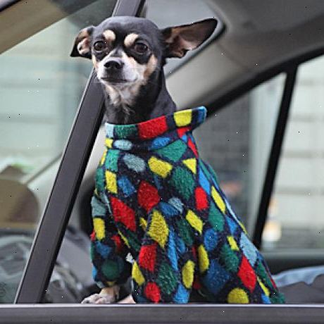 Hvordan å reise med bil med hunden din. Husk sikkerhet først, hvis du ikke har et stort vindu støvel i bilen din, vil hunden må reise på et sete.